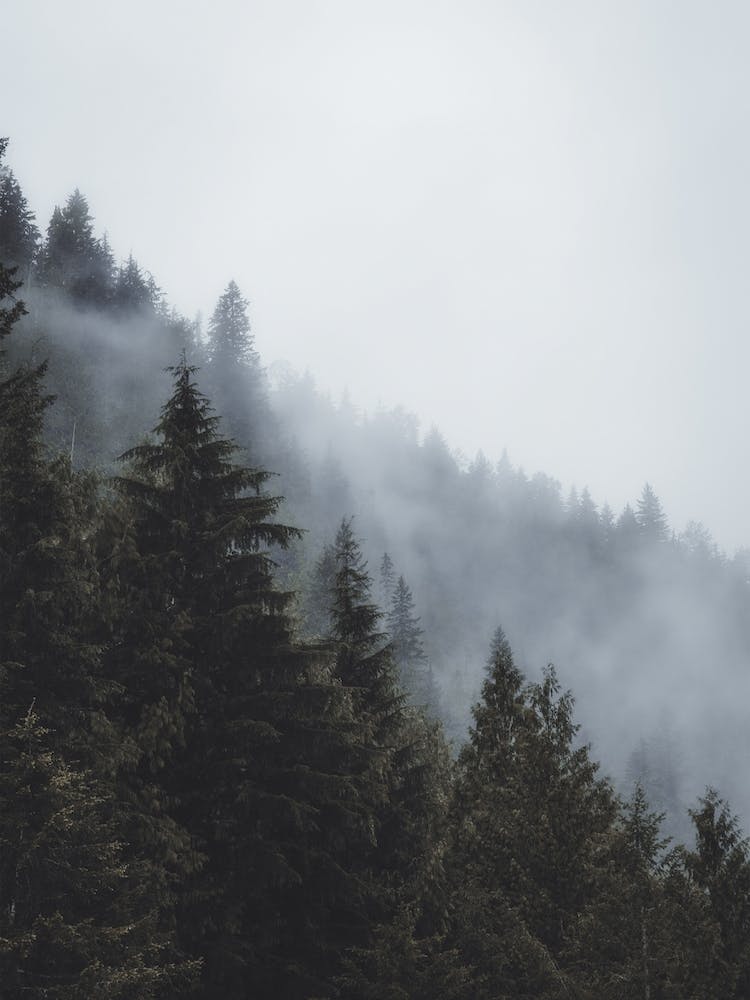 Cold Rainy Forest