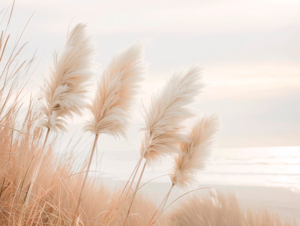 Pampas Grass In Evening Light