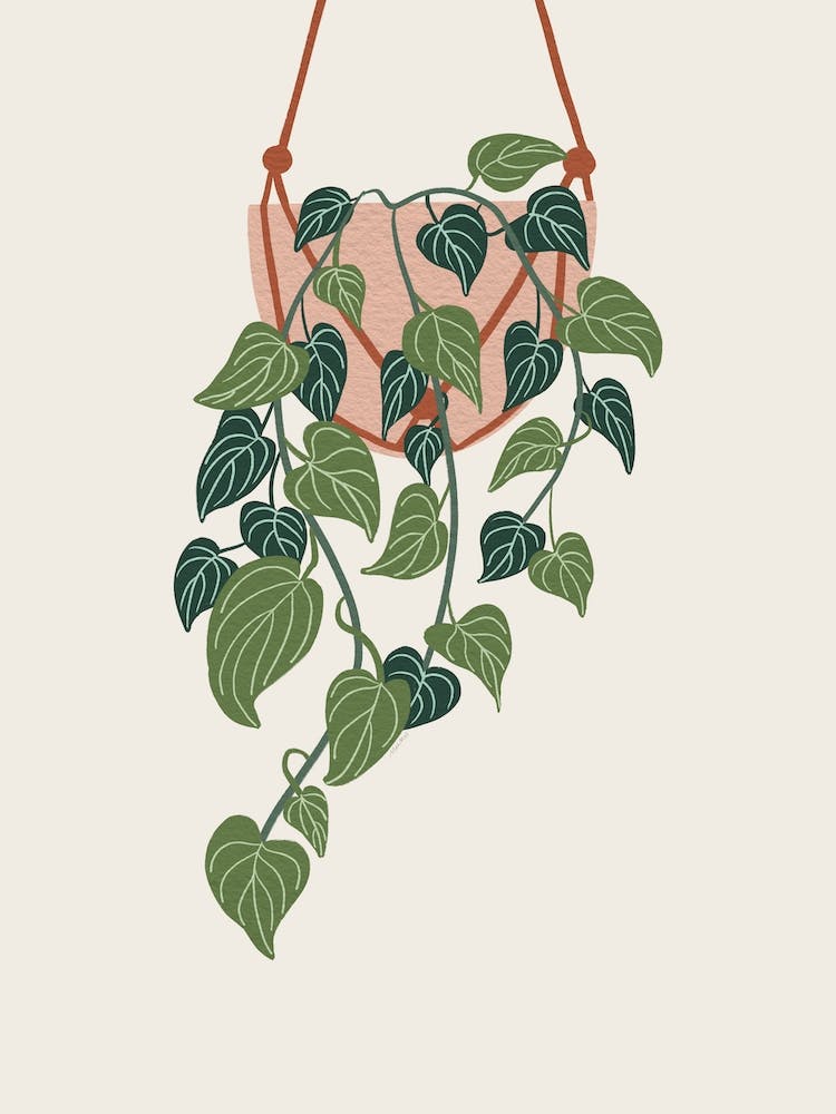 Hanging Pothos Plant
