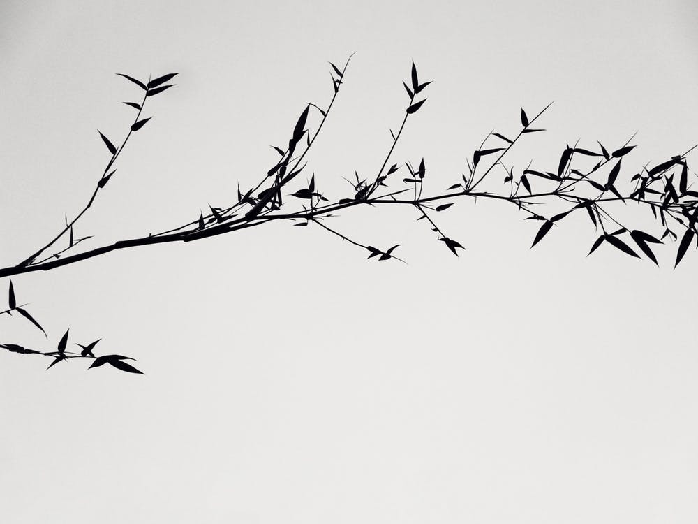 Shadow Of Tree In Black And White As Japanese Painting Lookalike