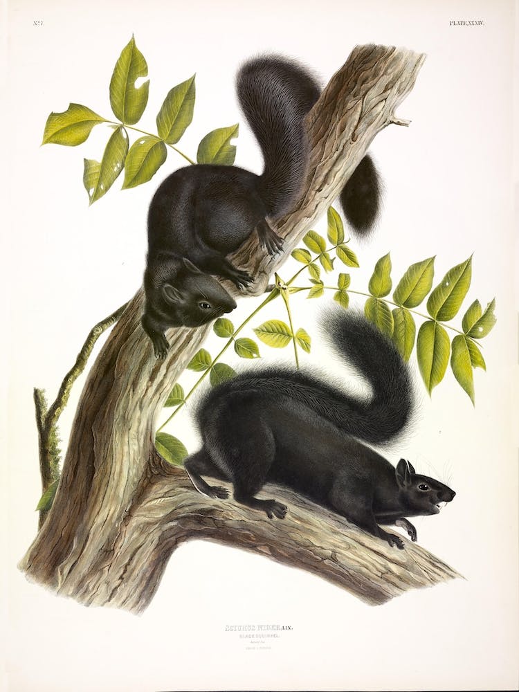 Black Squirrel 1, John James Audubon
