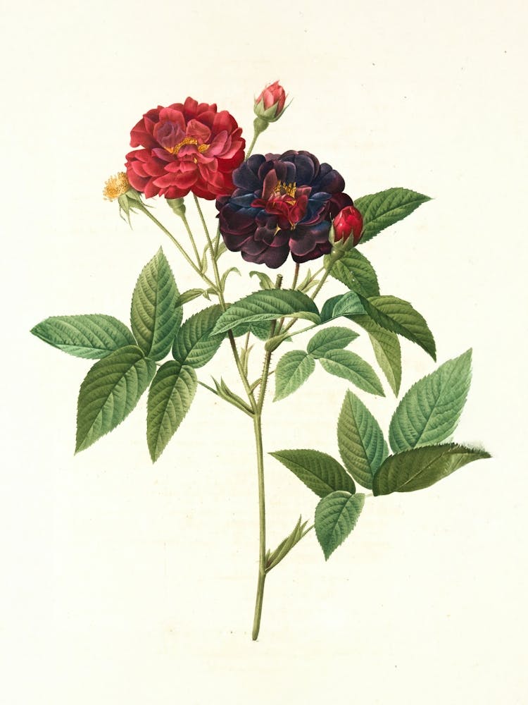 Vintage Retro Botanical Flower Illustration