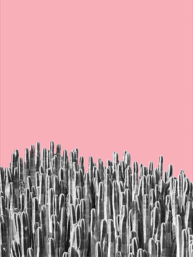 Cacti II