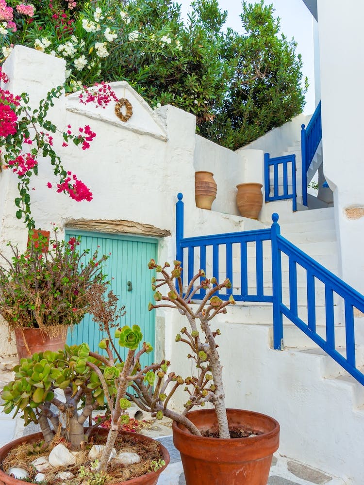 Tropische Blumen Auf Den Griechischen Inseln