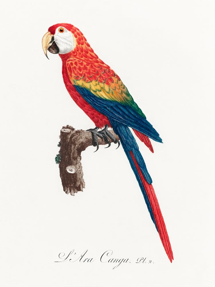 Ara Canga From Natural History Of Parrots, Francois Levaillant