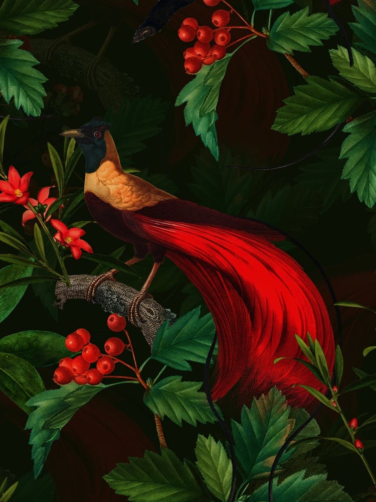 Night Vintage Paradise Bird Garden