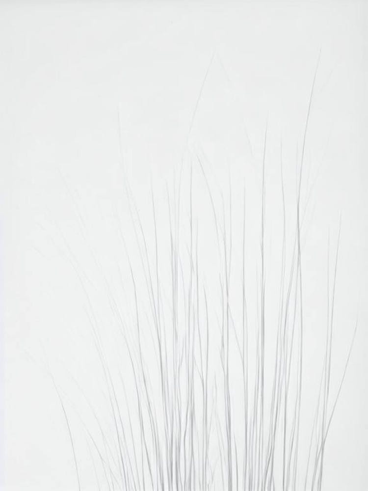 Sea Grasses Black & White Drawing