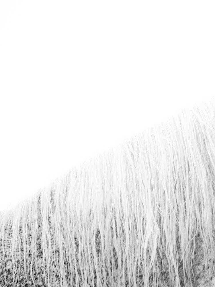 White Horse's Mane I