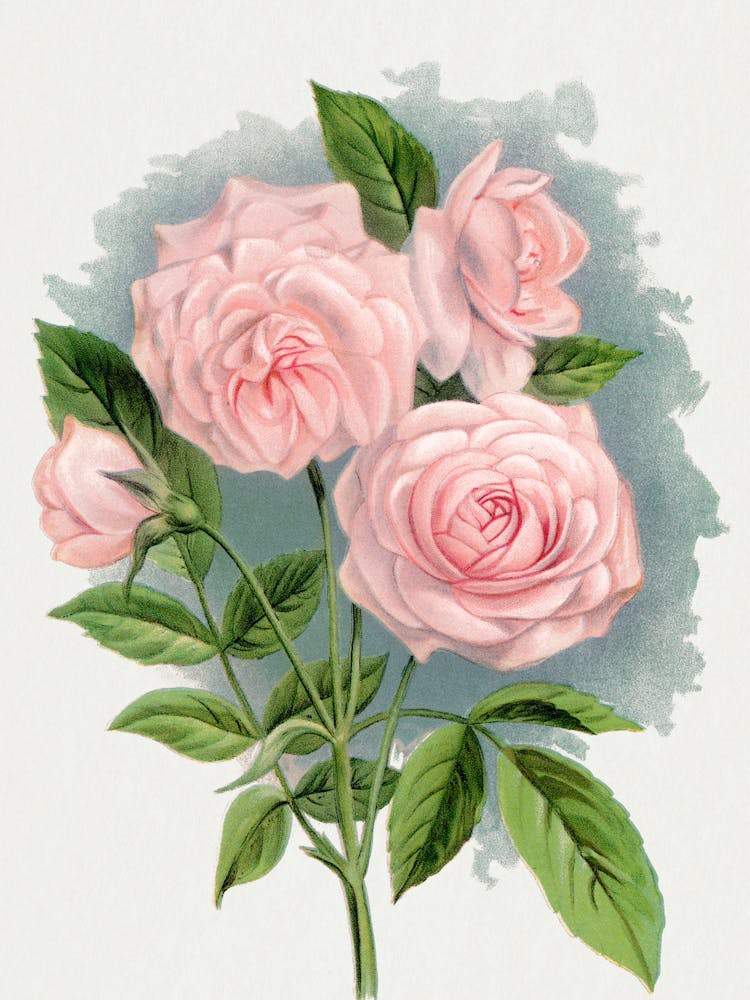 Vintage Roses