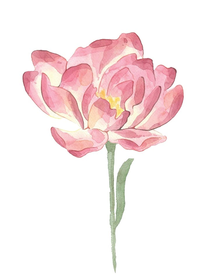 Pink Petals Watercolour Rose