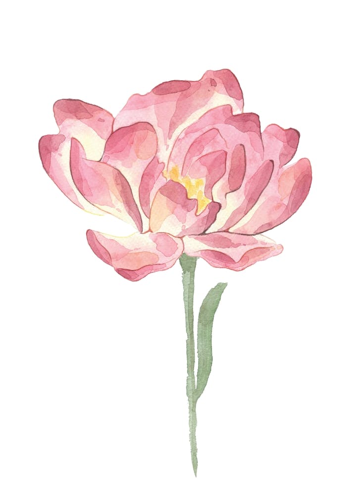 Pink Petals Watercolour Rose