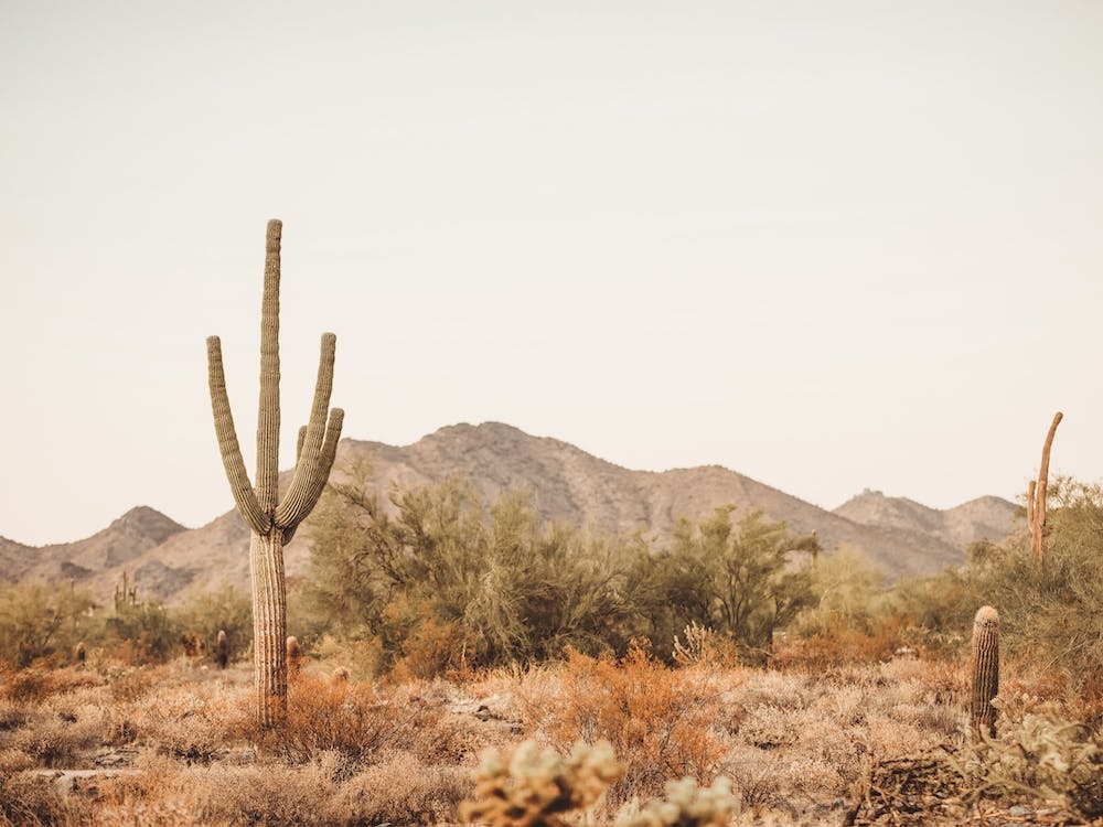 Vue de Saguaro du Désert