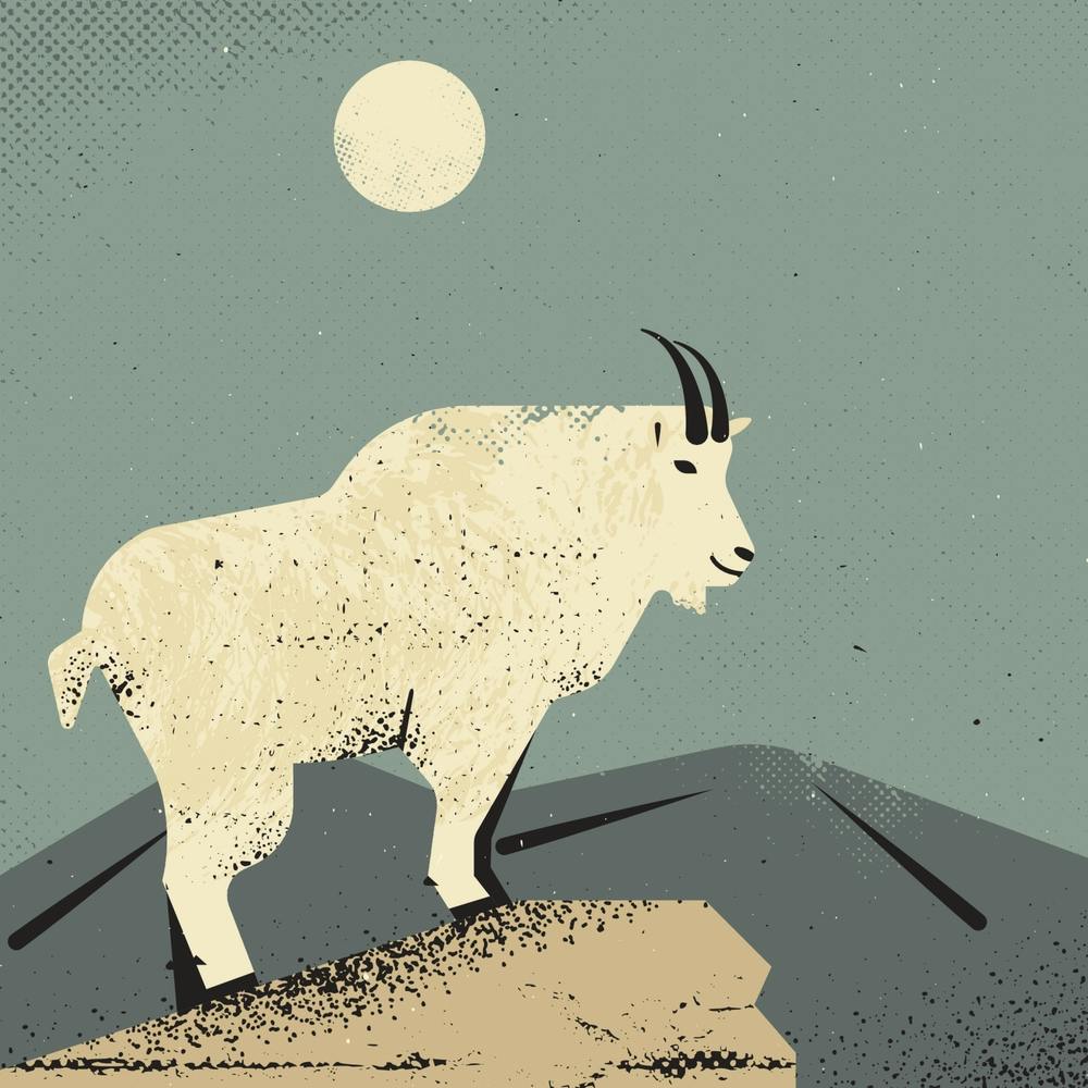Mountain Goat