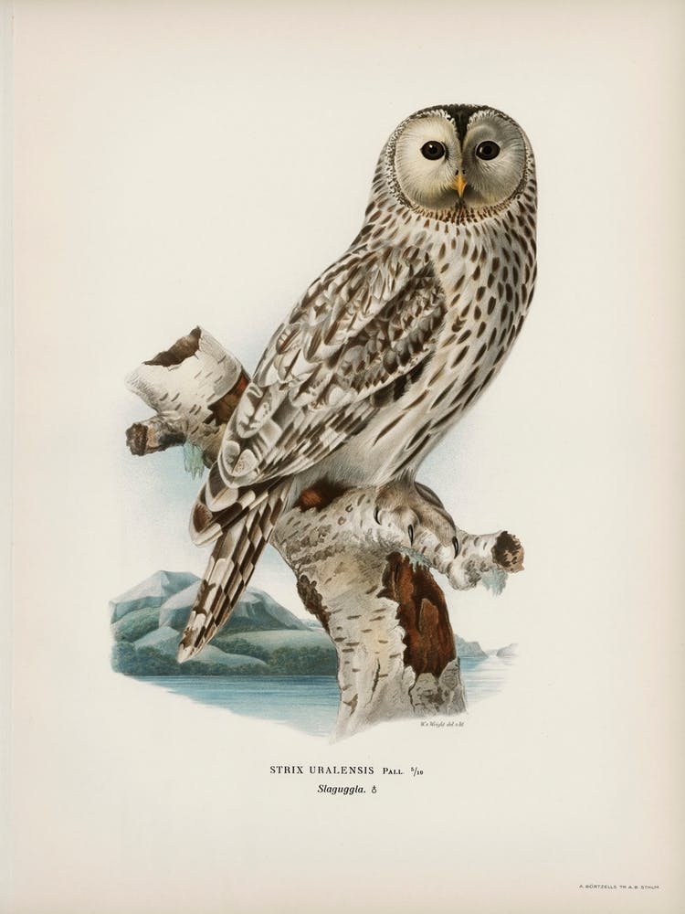 Strix Uralensis, The Von Wright Brothers