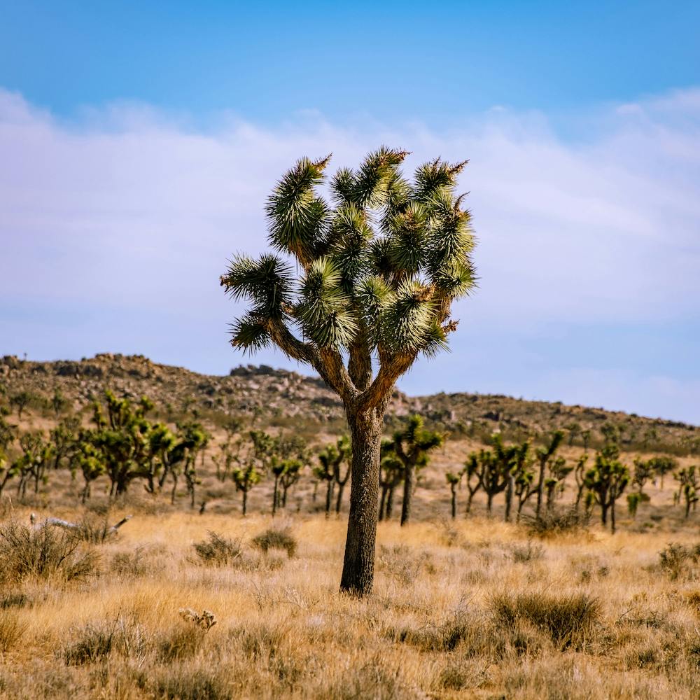 Joshua Tree Square