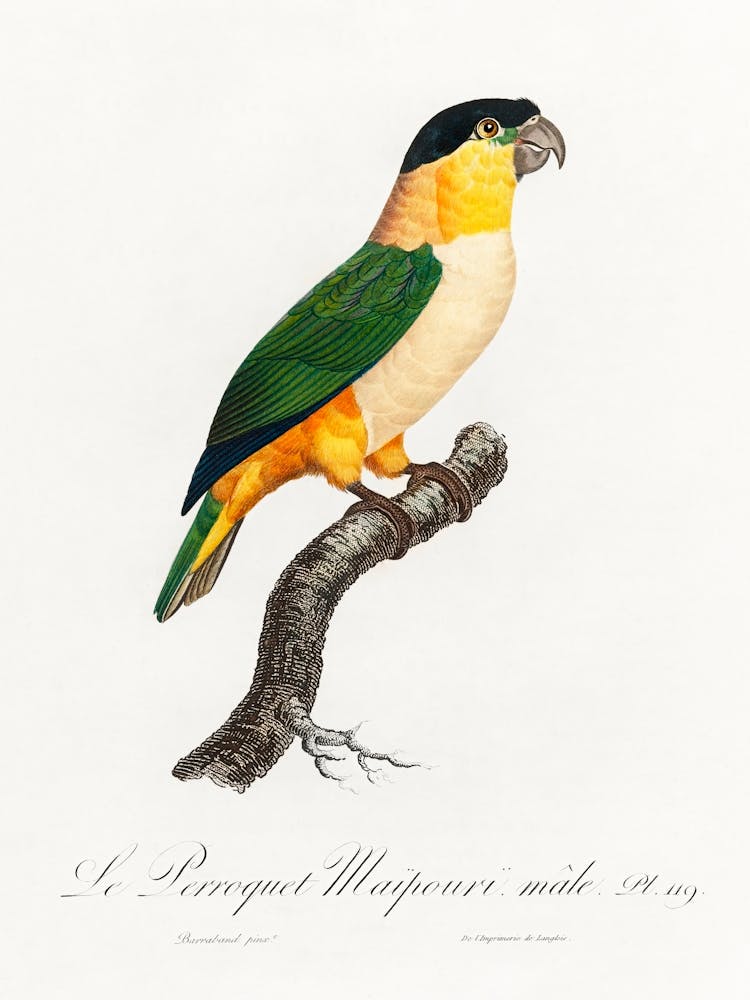 The Black Headed Parrot From Natural History Of Parrots, Francois Levaillant