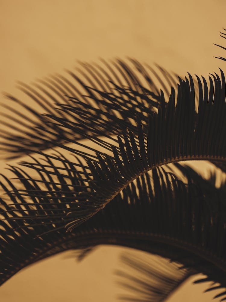 Gold Palm Leaves