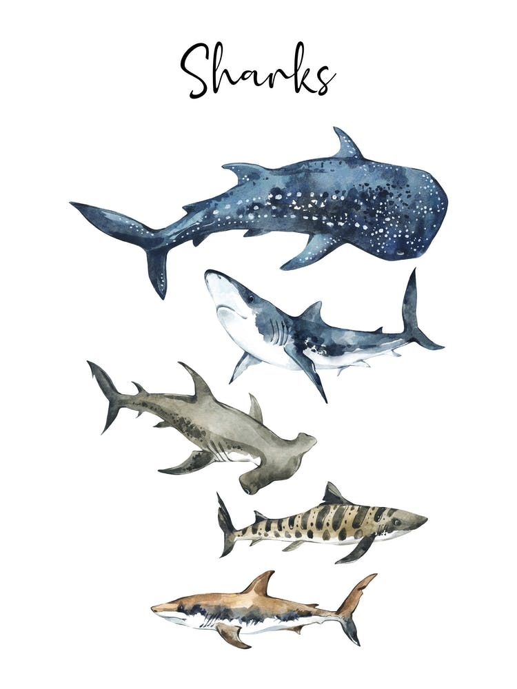 Shark Sizes