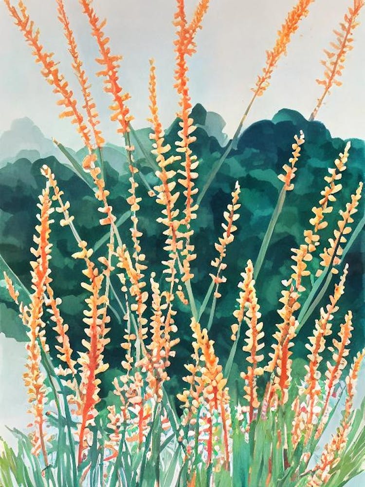 Acropora Echinata Vintage Graphic Watercolour