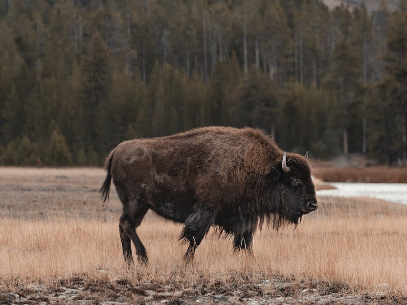 Western Bison Range