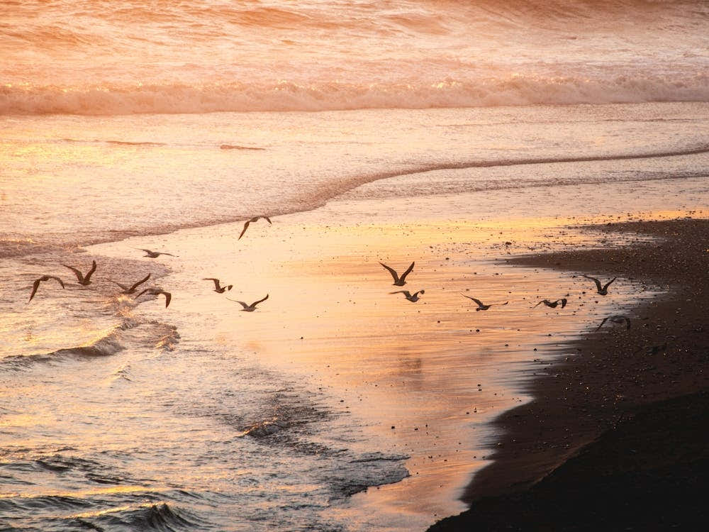 Seagulls At Sunset At The Beach