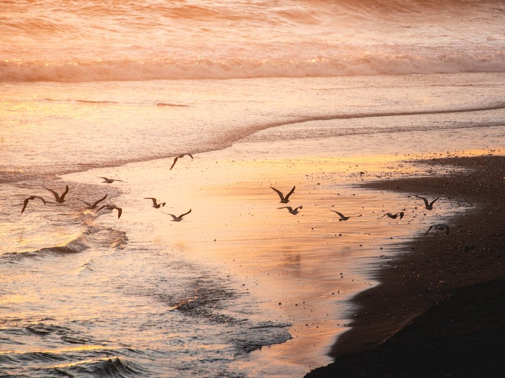 Seagulls At Sunset At The Beach