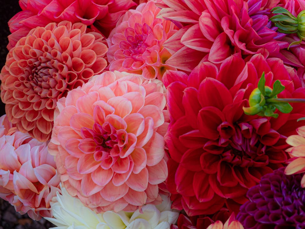 Dahlias 4