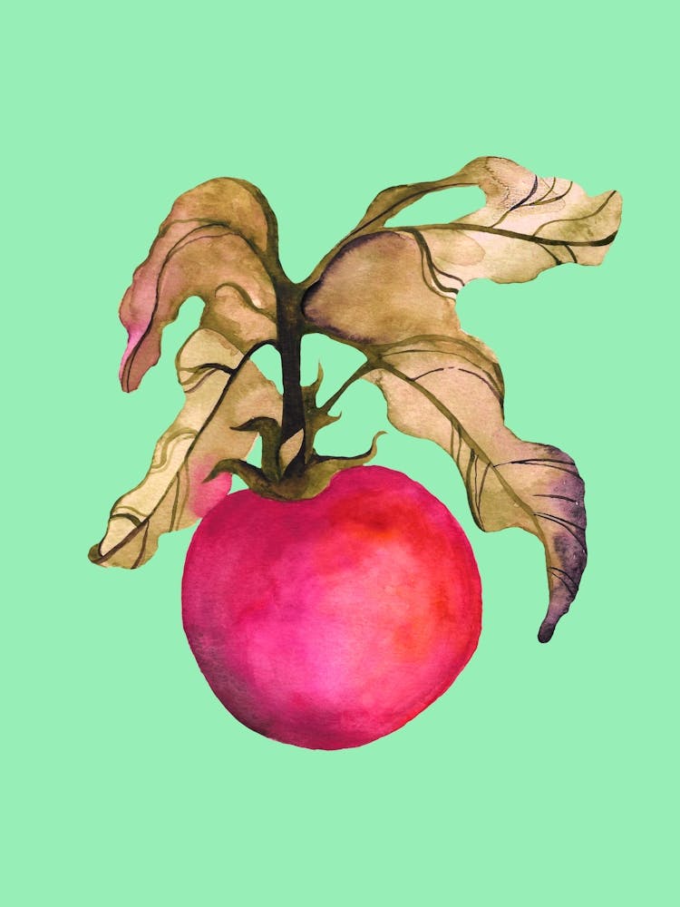 Tomato In Watercolors