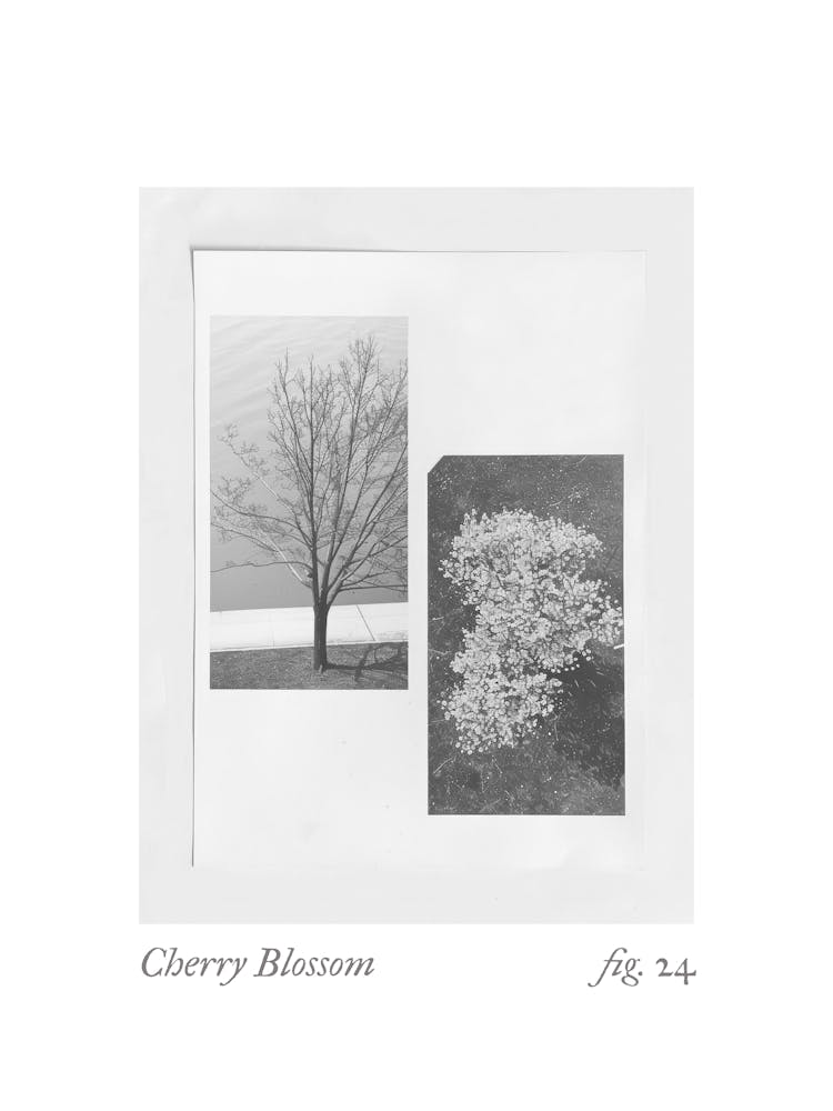 Cherry Blossom Botanical Collage 4