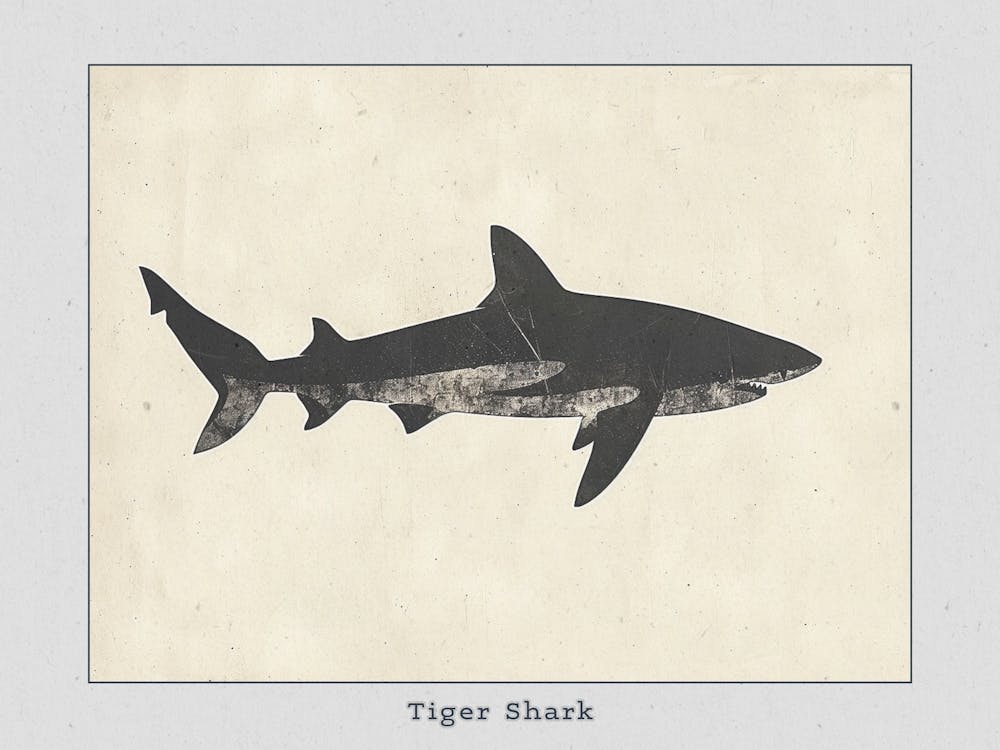 Tiger Shark Grey Silhouette 1 Poster