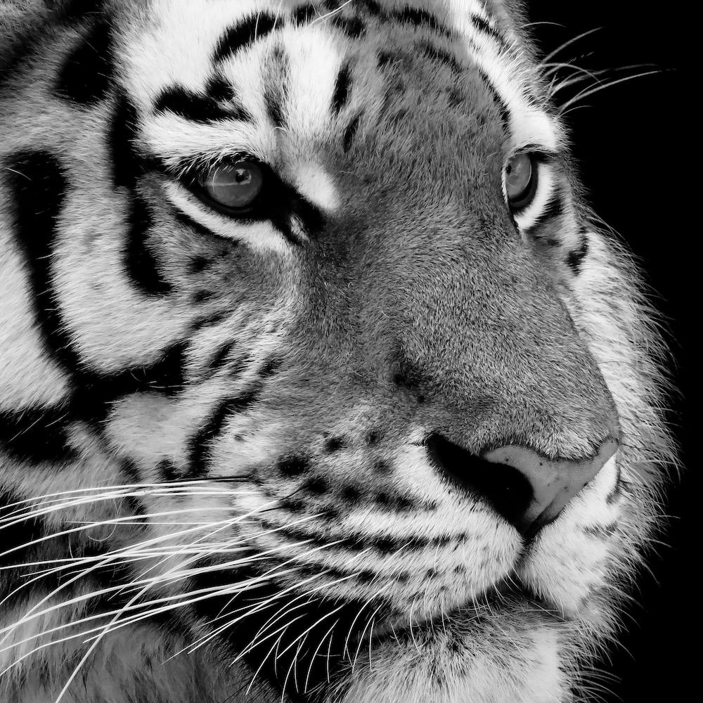 Tiger Black And White Square