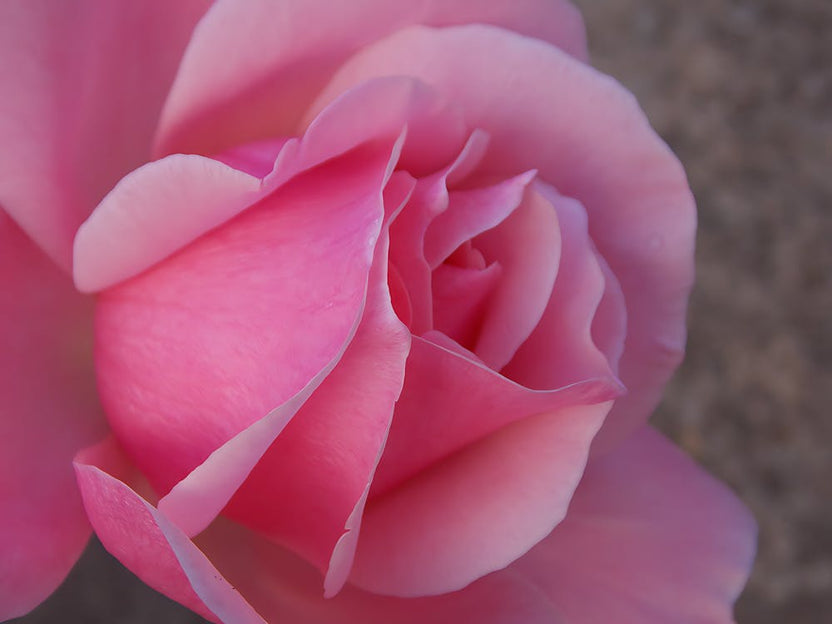 Closeup Pink Rose.