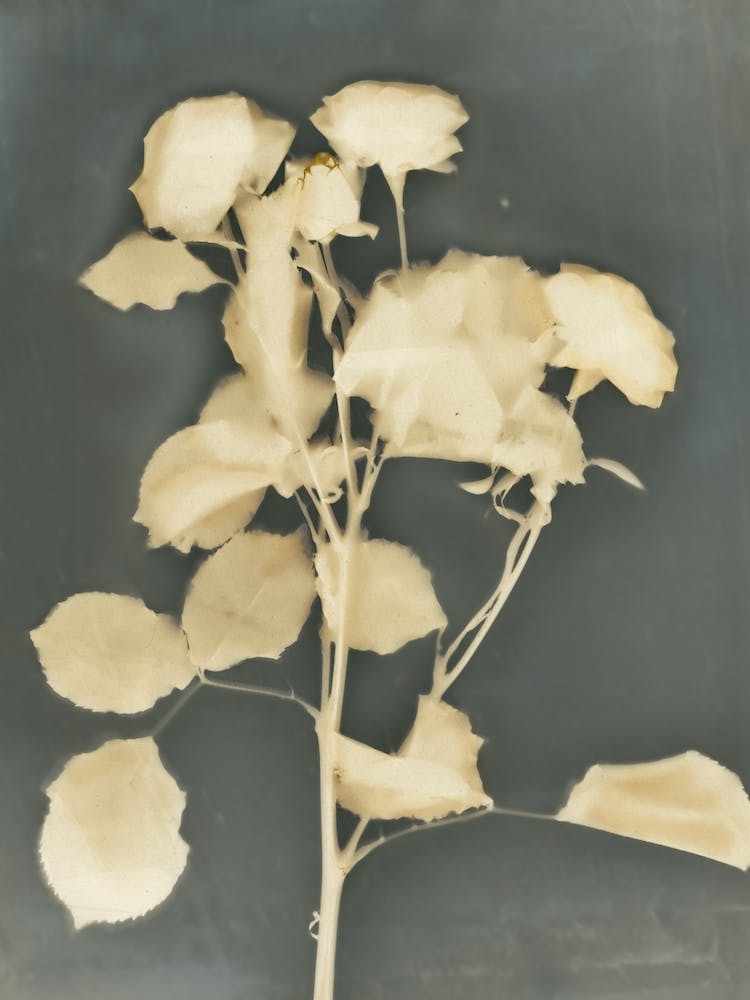 Old Roses