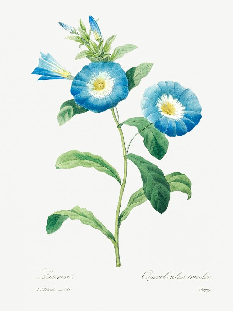 Field Bindweed, Pierre Joseph Redoute