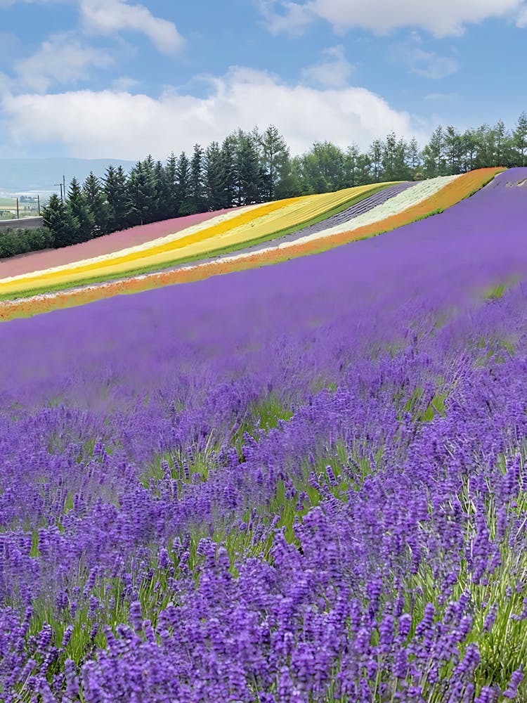 Lavender Field