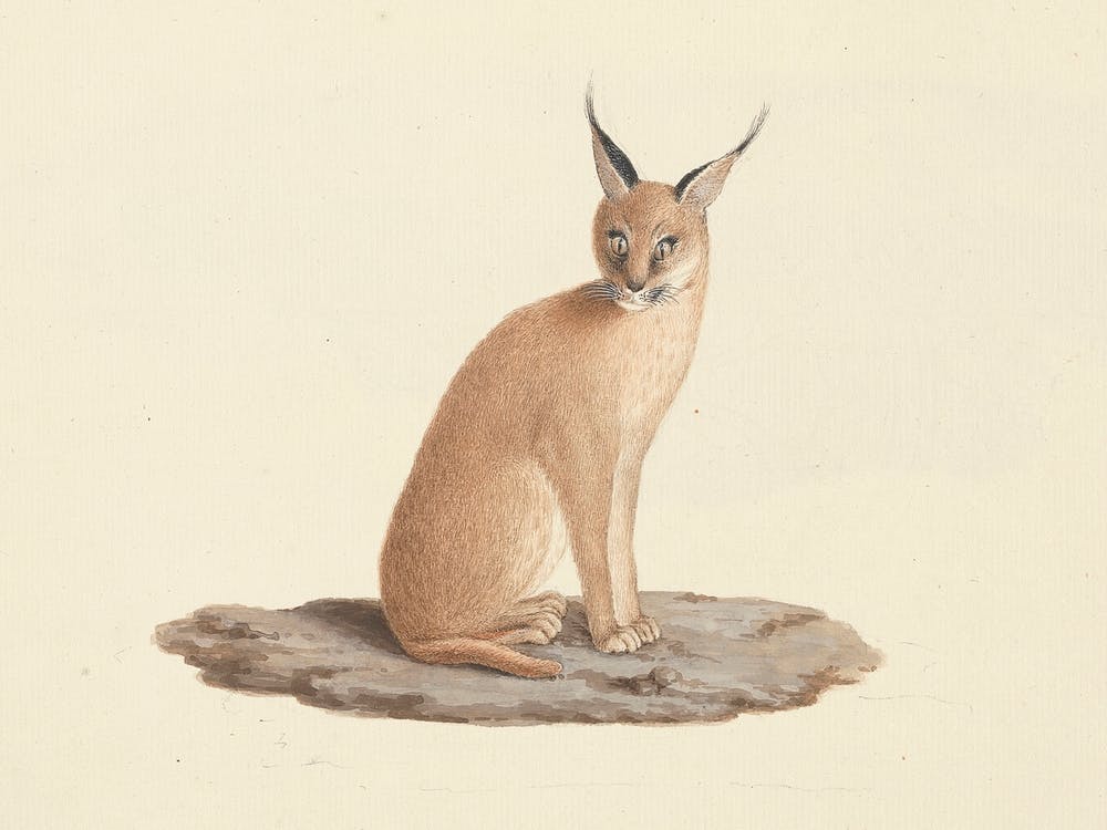 Caracal Caracal (Desert Lynx), Luigi Balugani