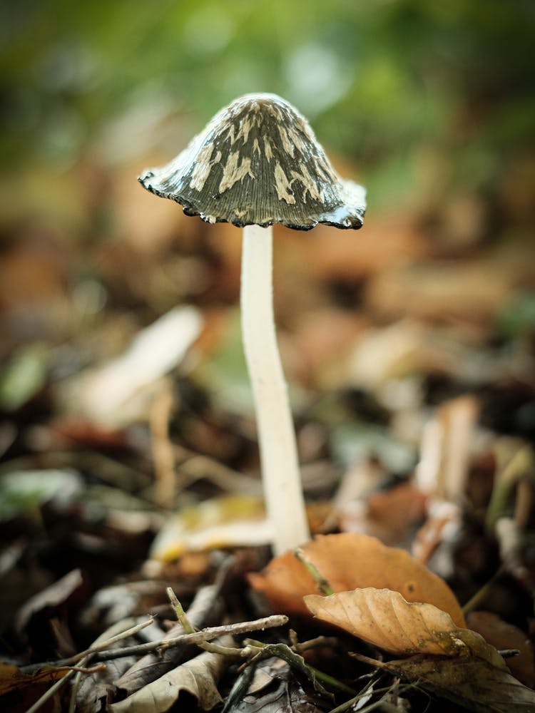 Little Brown Mushroom // Nature Photography 1