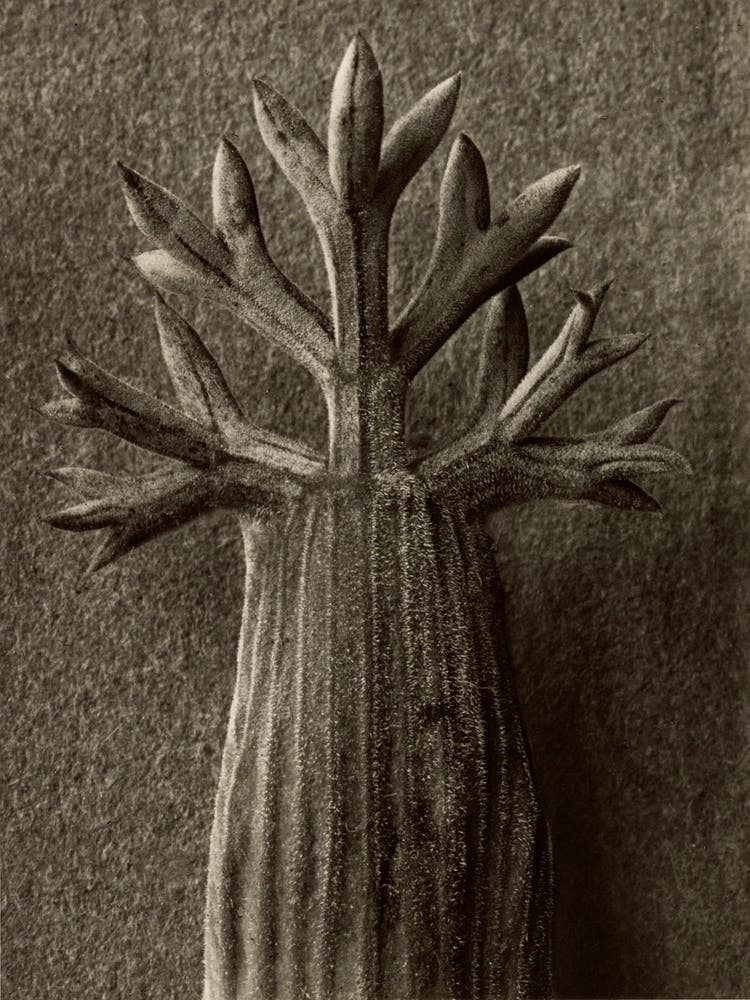 Seseli Gummiferum, Karl Blossfeldt