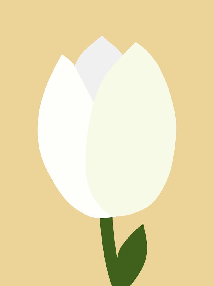 White Tulip On Yellow