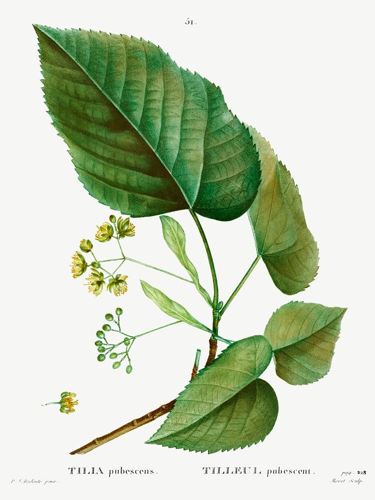 Tilia Pubescens, Pierre Joseph Redoute