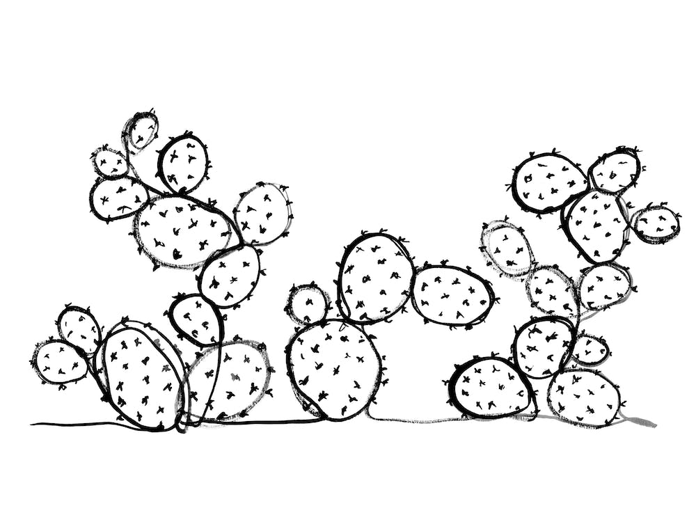 Cacti II