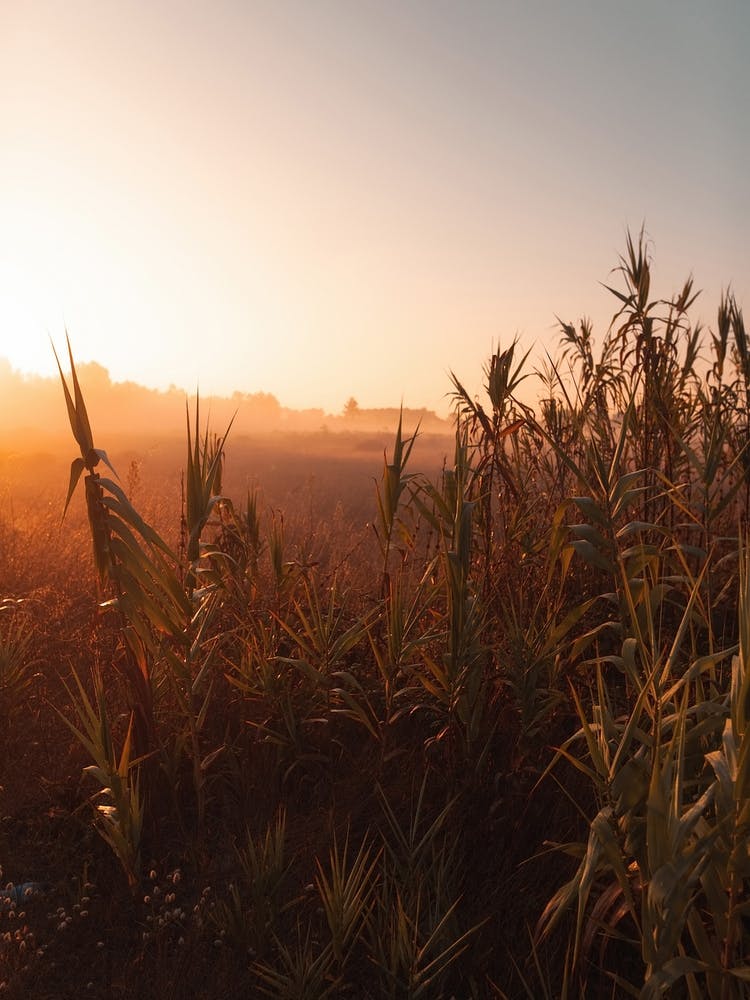 Grass In The Morning