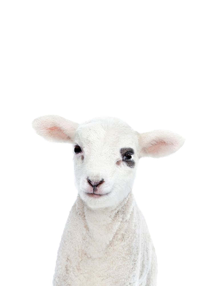 Lamb