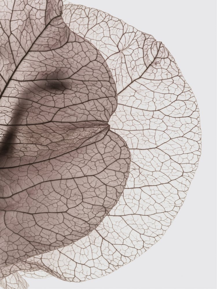 Bougainvillea Island