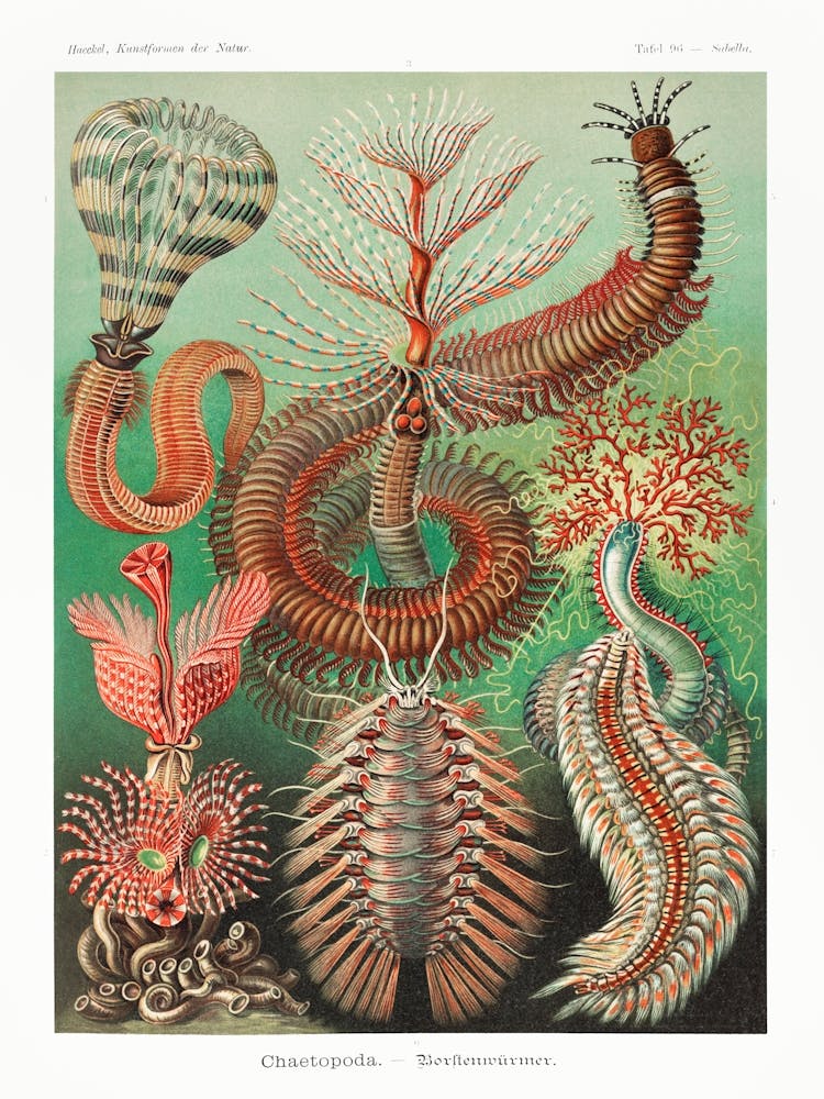 Chaetopoda–Borstenwürmer 1, Ernst Haeckel