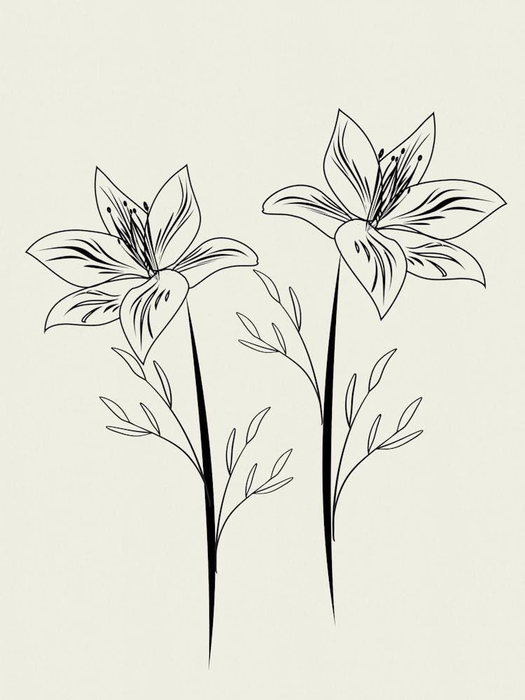 Lily Lines on Paper