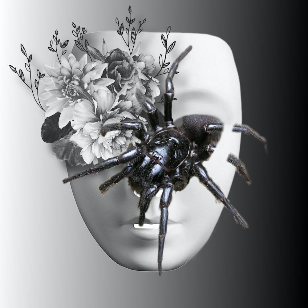 Spider And Flowers