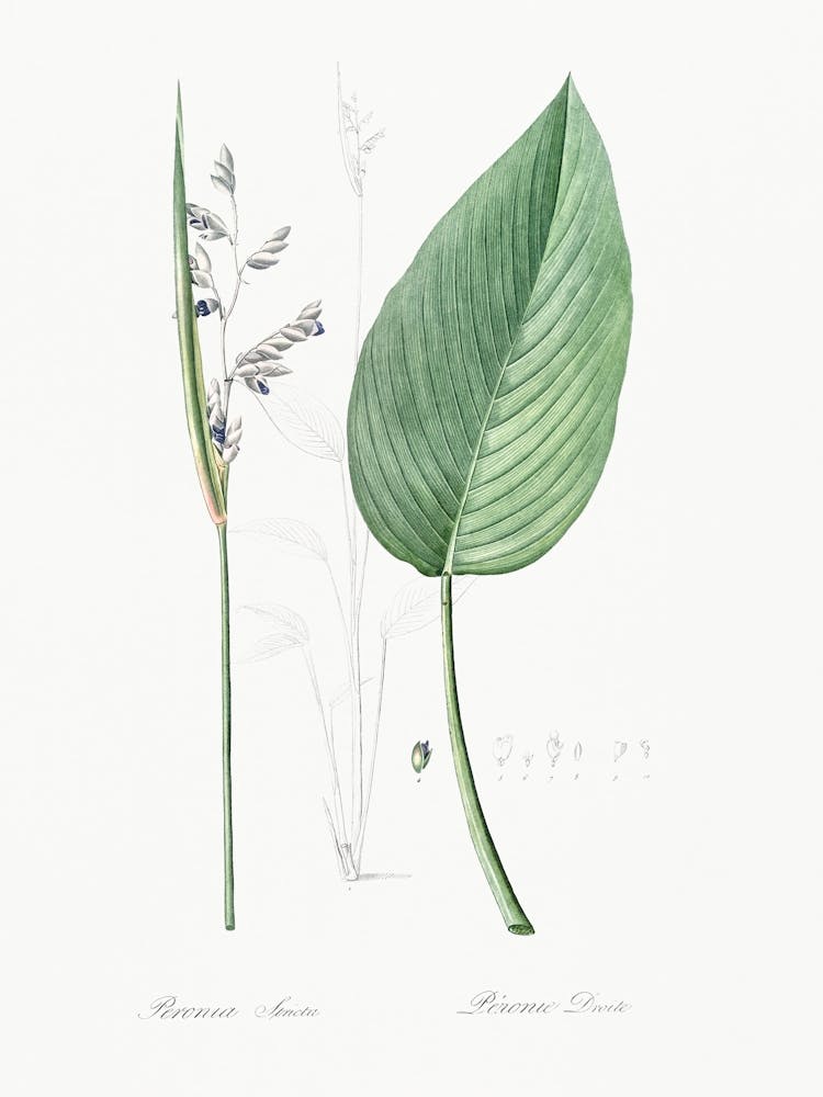 Powdery, Pierre Joseph Redoute
