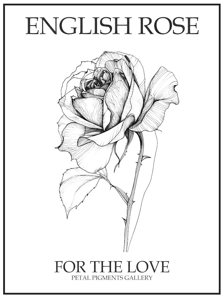 English Rose Black And White Line Drawing 5 Poster