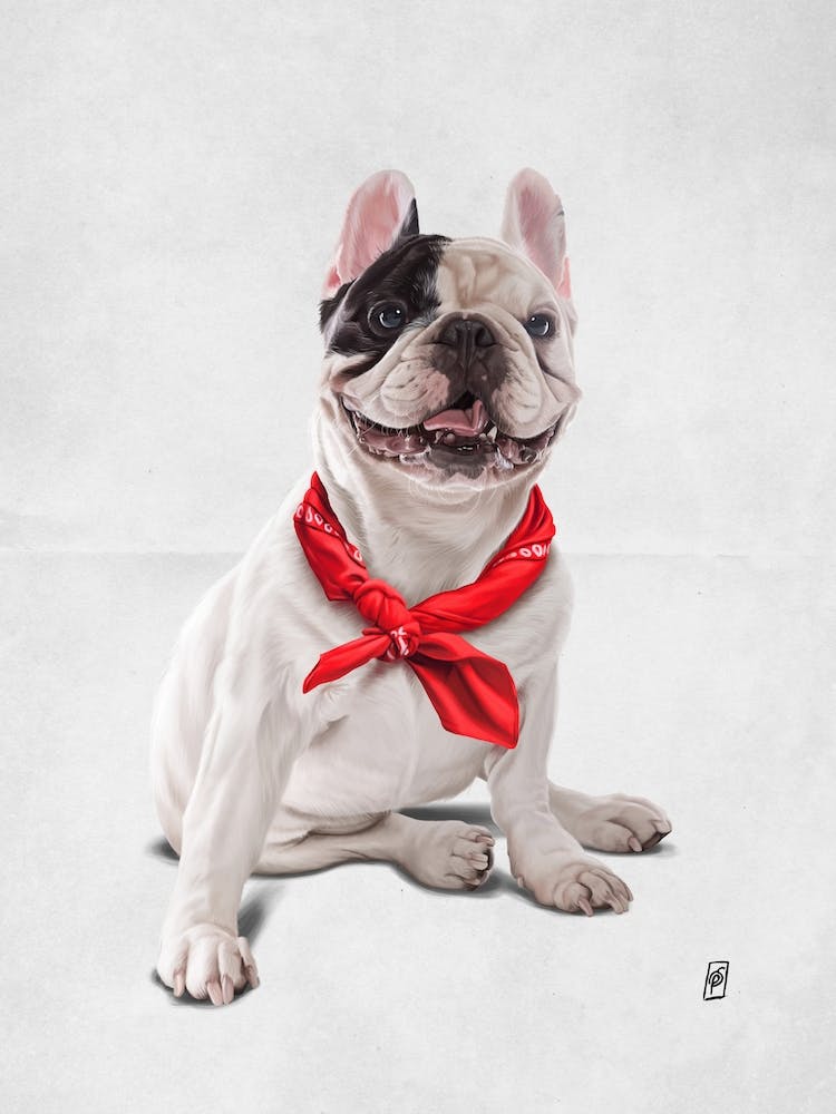 Französische Bulldogge (Wortlos)